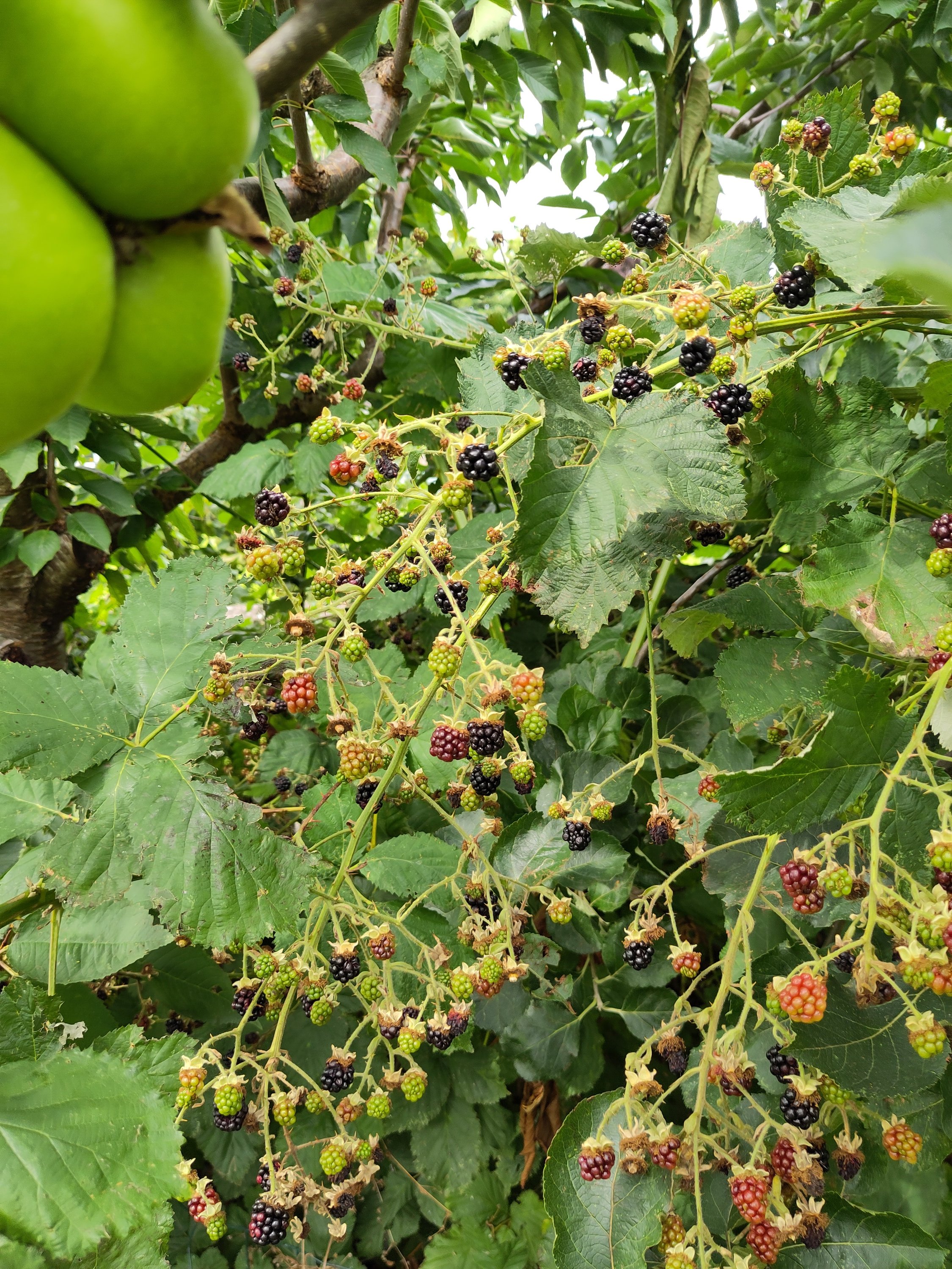Blackberry and apples